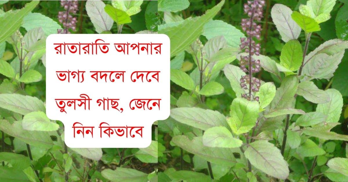 Tulsi Vastu Tips tulsi plant will change your luck overnight