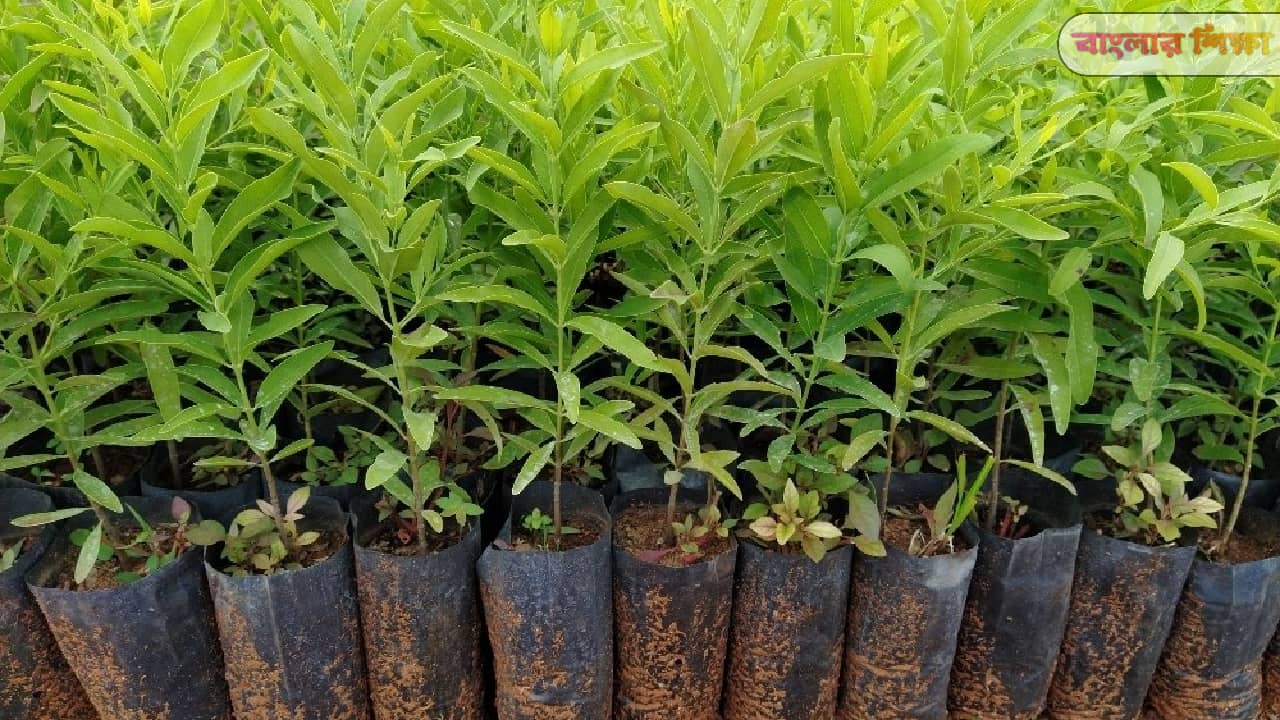 Start sandalwood farming business with 200-500 rupees